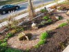 Urban front yard edible garden