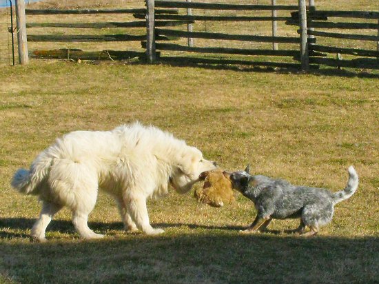 Great Pyrenees vs Australian Cattle Dog