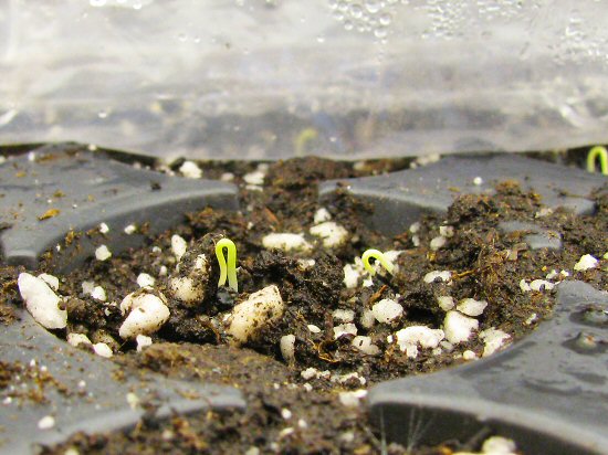 Red Globe onions emerge