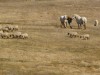 Montana with horses, sheep, dog