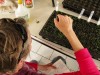 Counting pepper seedlings
