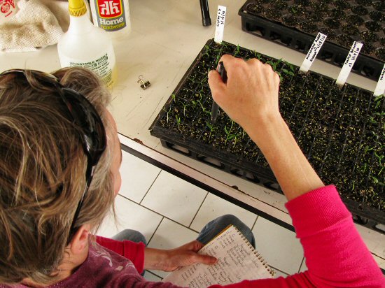 Counting pepper seedlings