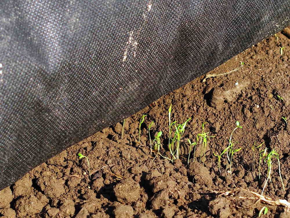 Dense carrot germination from Earthway seeder