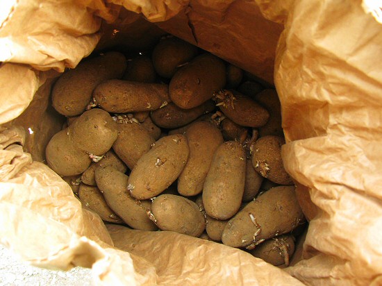 Gold Rush: russet seed potatoes