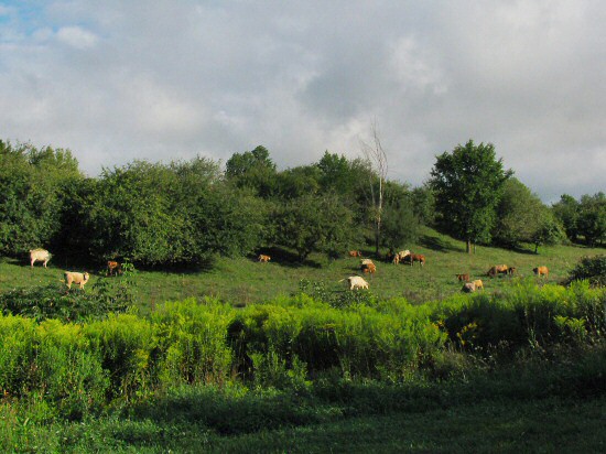 Cows in the morning farmscape