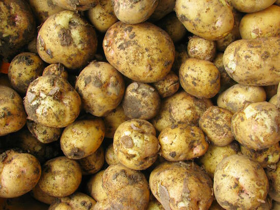 First potatoes of the season: Yukon Gold