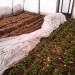 Unheated greenhouse early March