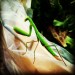 Praying mantis