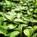 A sea of seedlings
