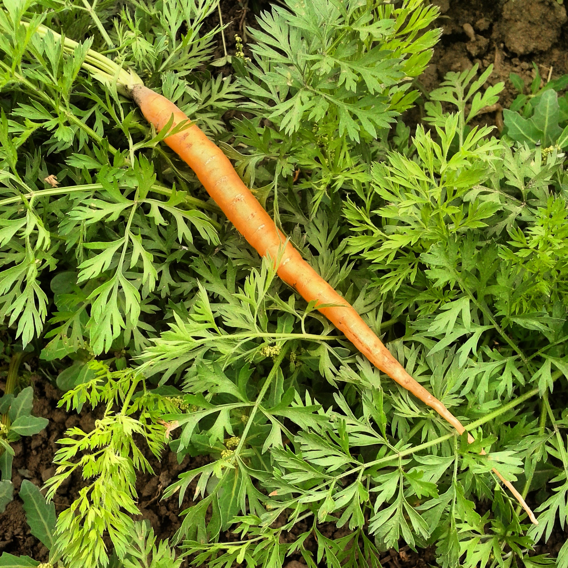 Sprint carrot
