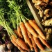 Fall harvest: carrots, beets, Jerusalem artichoke