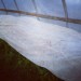 Row cover in hoophouse