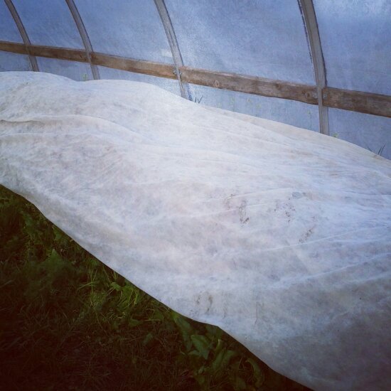 Row cover in hoophouse