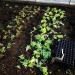 Greenhouse transplanting: tiny sections