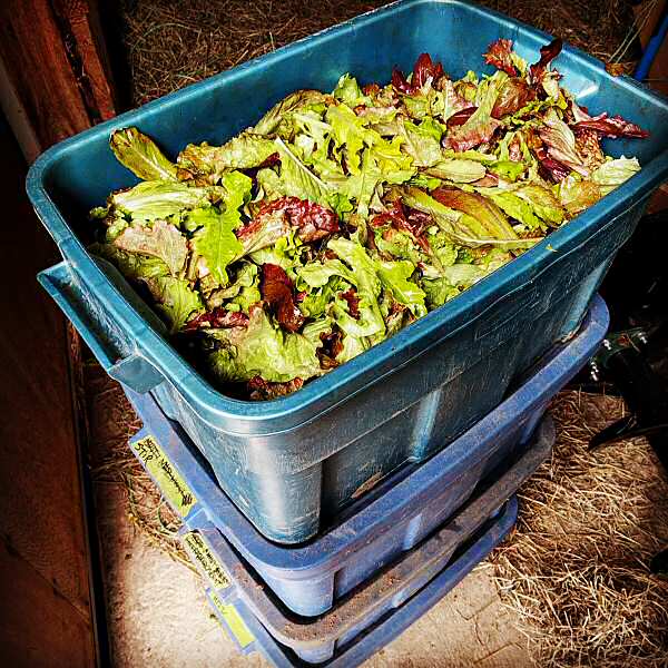 Harvested all-lettuce salad mic