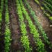 First brassica greens from the field