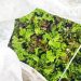 Lettuce overwintering in unheated greenhouse