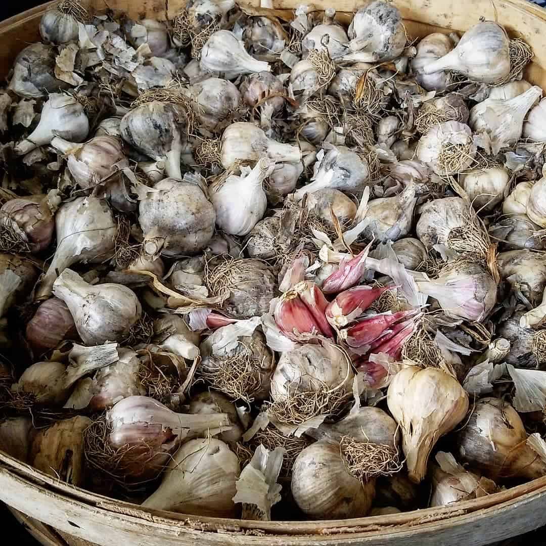 Bushel of Music garlic