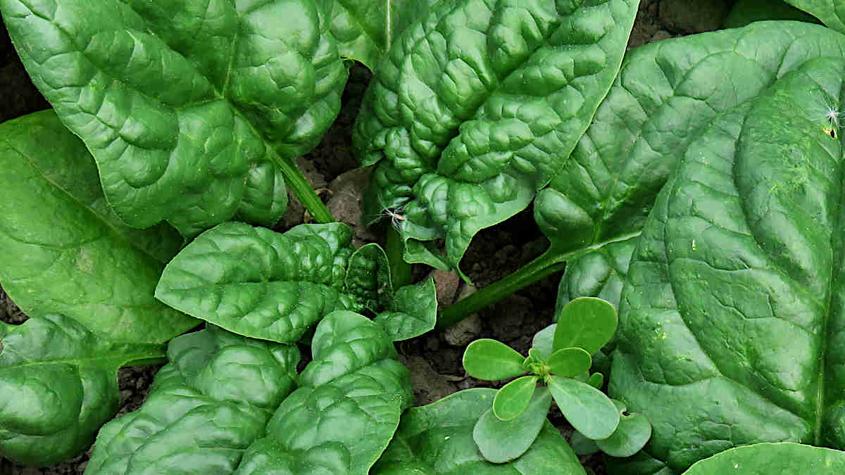 Summer spinach