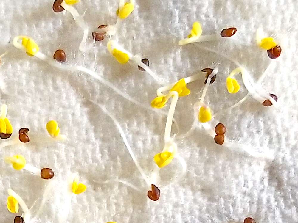 Brussels sprout seeds germinating