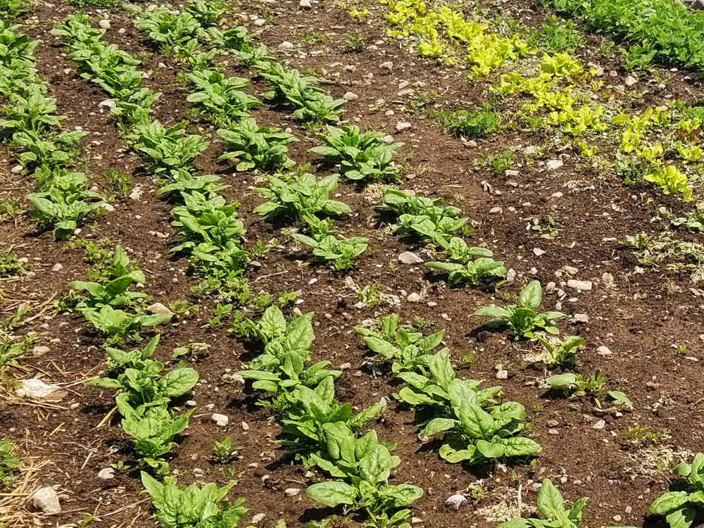 Sayuran muncul – Tiny Farm Blog