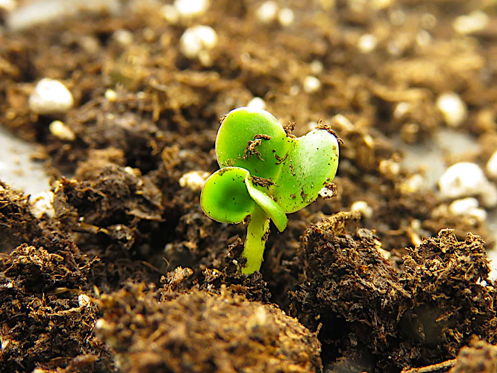 Brassica seedling