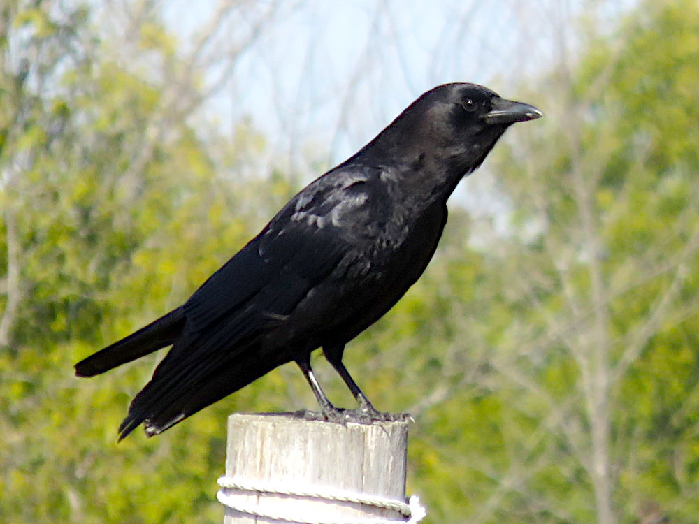 Crow perched on a post
