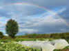 Rainbow over field