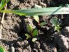 Baby beets shaded by grass