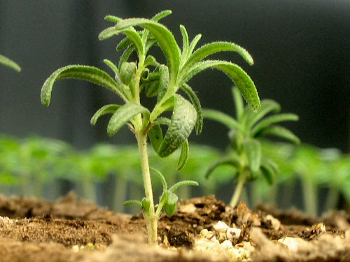 Rosemary seedling
