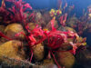 Beets growing in the dark