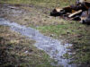 Rain and puddle