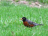 American robin