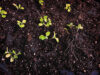 Bare root lettuce transplant