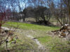 Grass is greening