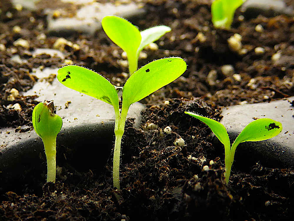 Lettuce seedling