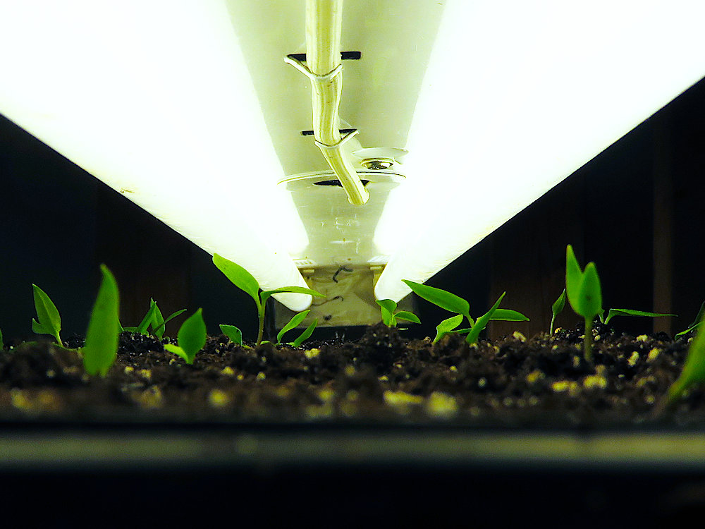 Peppers under lights