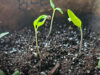 Tomato seedling at around two weeks