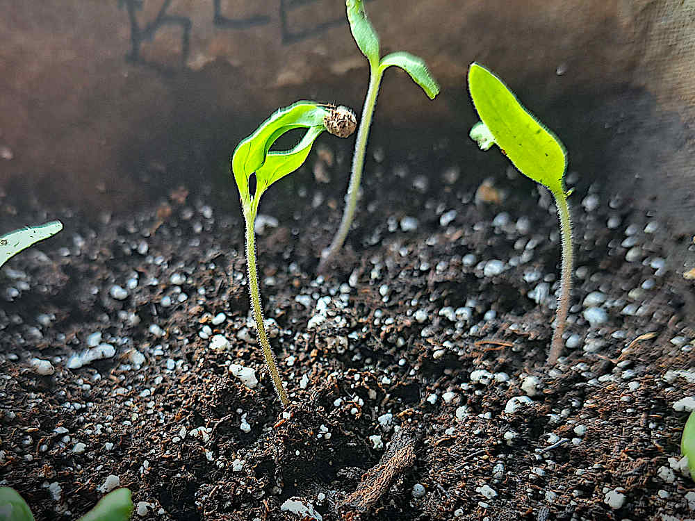 Tomato seedling at around two weeks