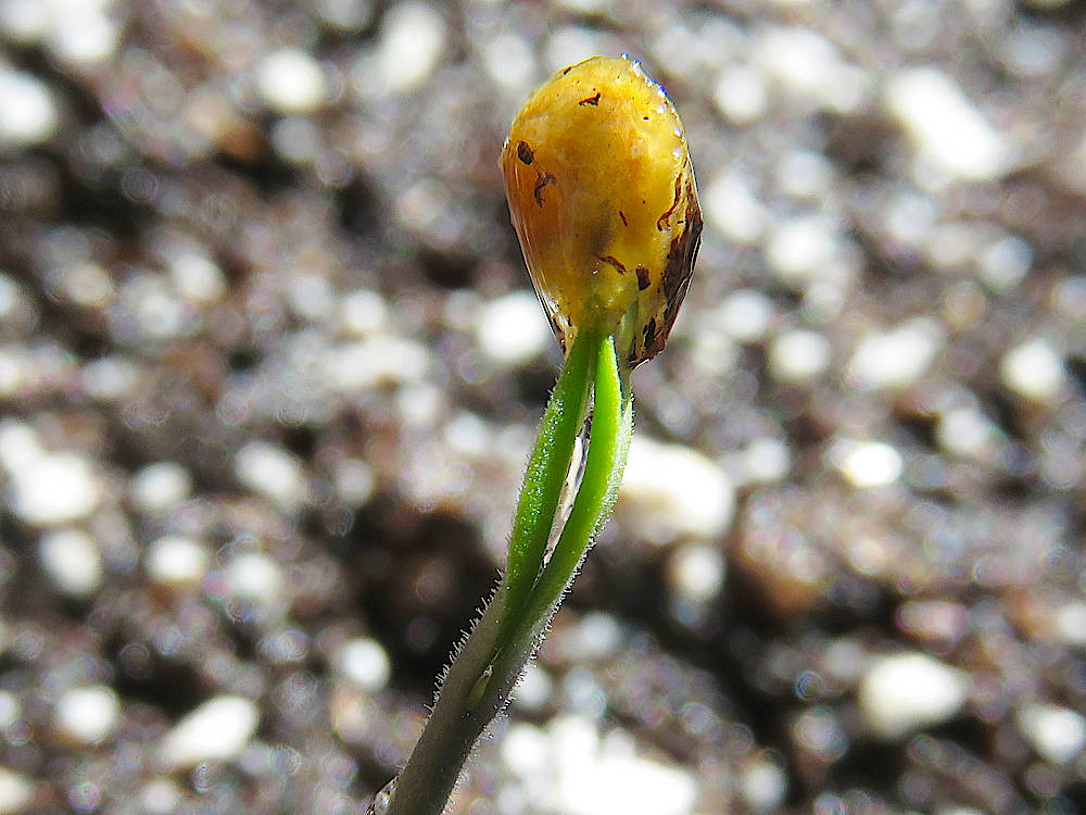 10-day-old tomato seedling