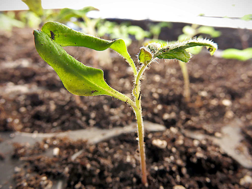 Month-old tomato seedling