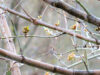 Tree buds