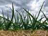 Bug's eye view of garlic