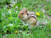 Chipmunk at work