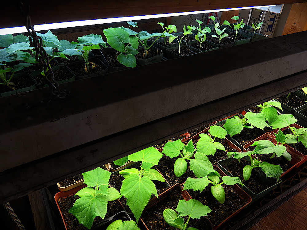Cucurbits under lights: winter and summer squash, cucumber, melon
