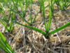 Garlic in late April