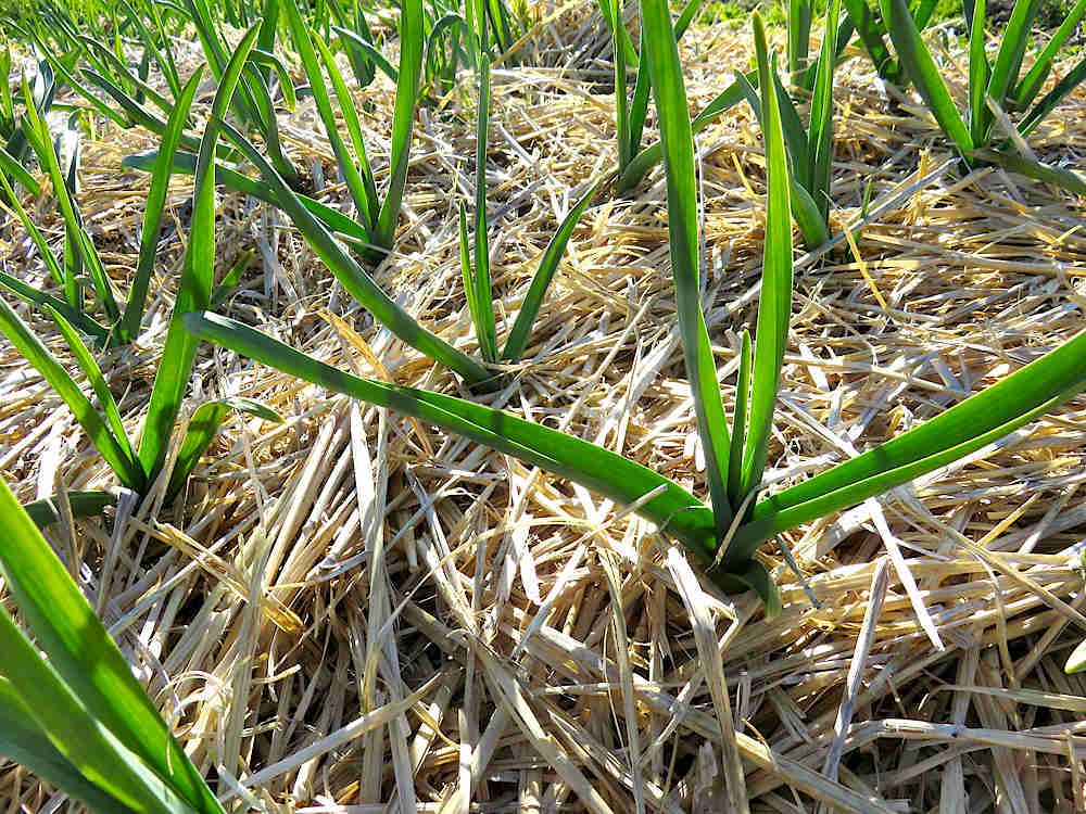 Garlic in late April