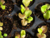 Lettuce seedlings first pop