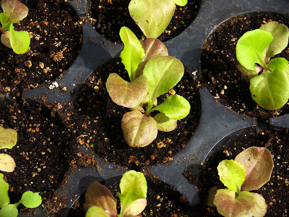 Lettuce seedlings first pop
