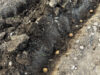 Seed potatoes placed in a trench